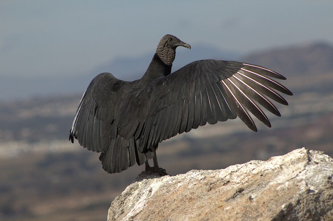 Gallinazo común